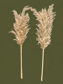 گل خشک پامپاس رنگبندی و کامل (آلستر فلاور)