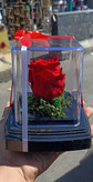 گل رز جاودان تک گل مدل rose کد 103