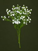 گل عروس (ژیپسوفیلیا) رنگ سفید بوته 7 شاخه مدلgypsophila کد 10